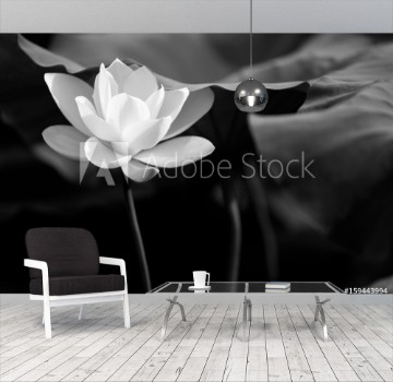 Picture of lotus in black and white